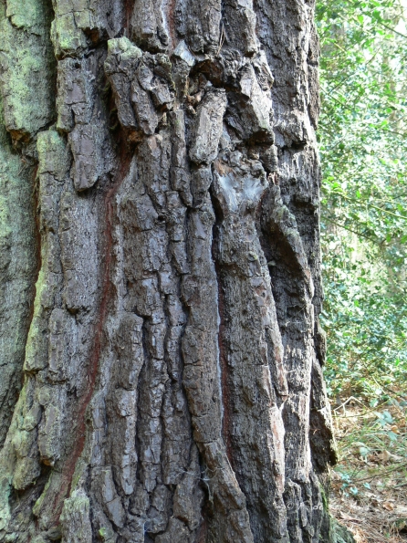 Bois des Moutiers (49) mars 2012
